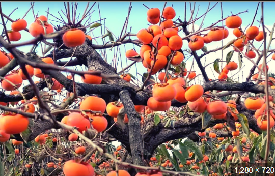 How Farmers Turned Fruit into a National Art Form. Most people think Japanese premium fruit is expensive because it’s rare