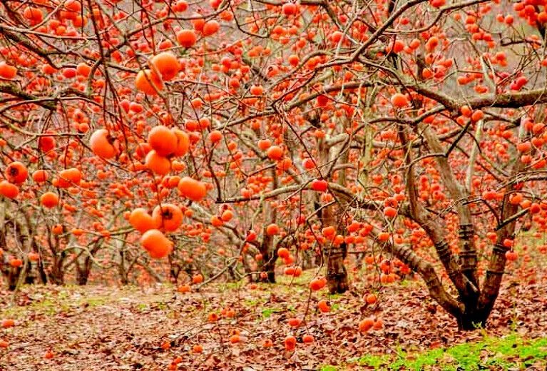 There was a time when “luxury fruit” sounded like marketing hype. Then you taste a perfect Japanese persimmon at the exact moment it turns from crisp to molten silk